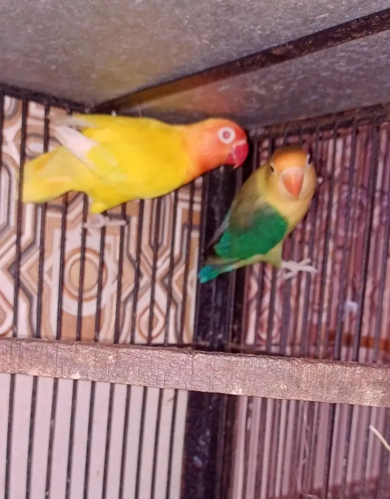 Love birds — photo 2