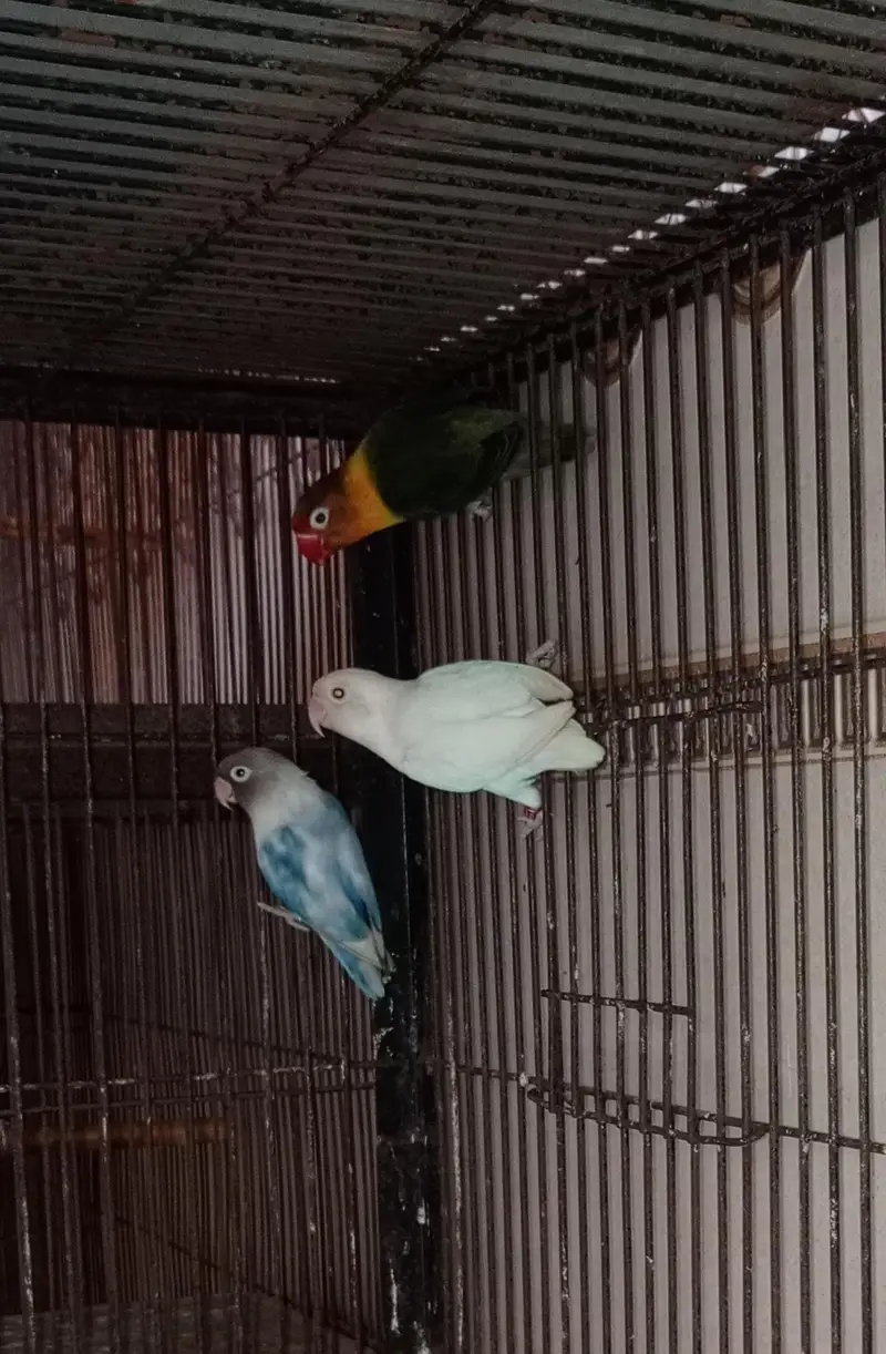 Love birds — photo 3