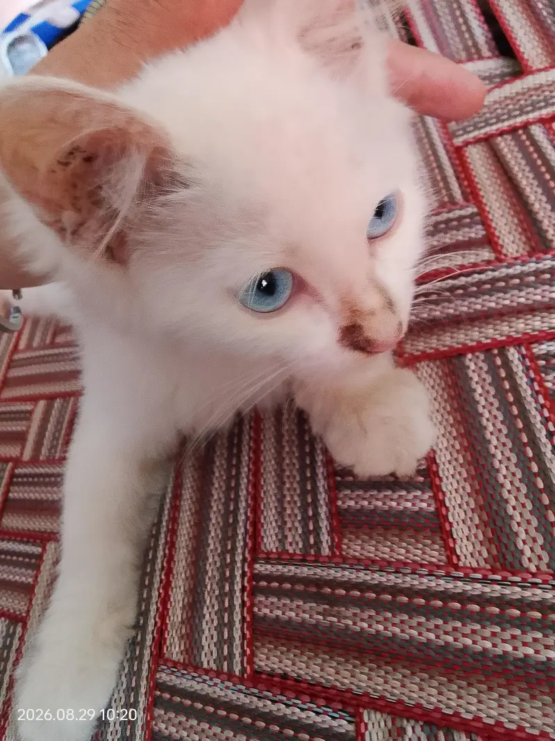 Turkish angora cat