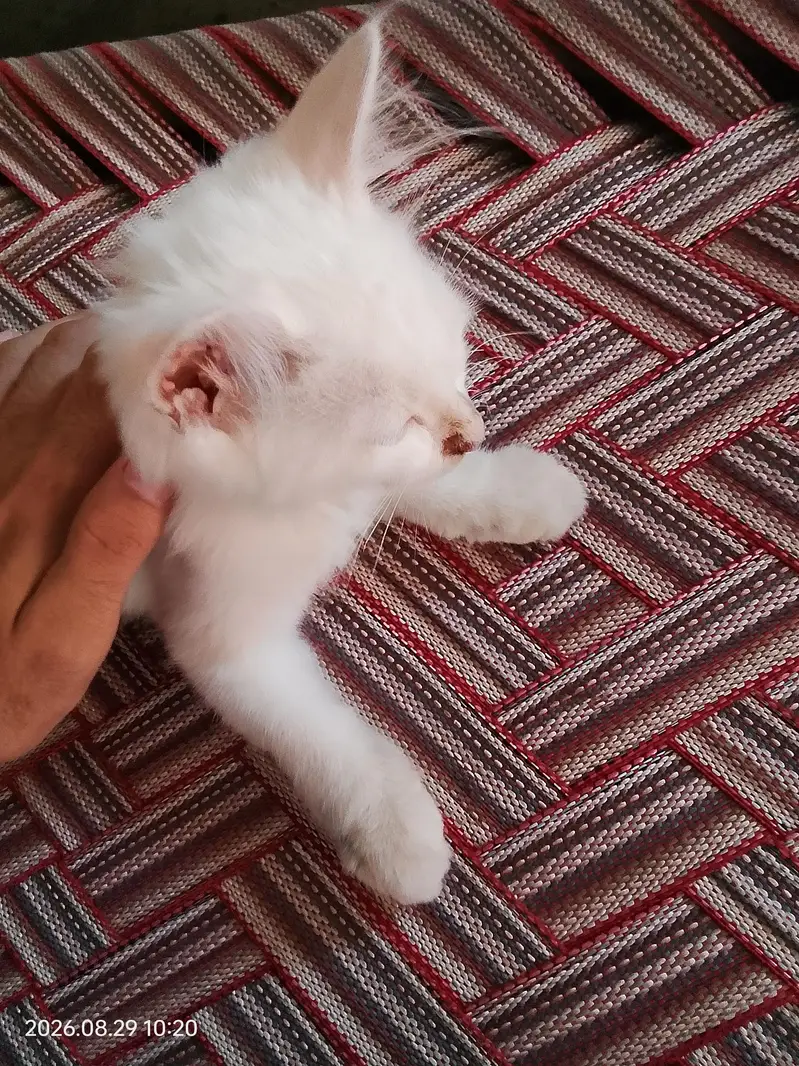 Turkish angora cat — photo 2