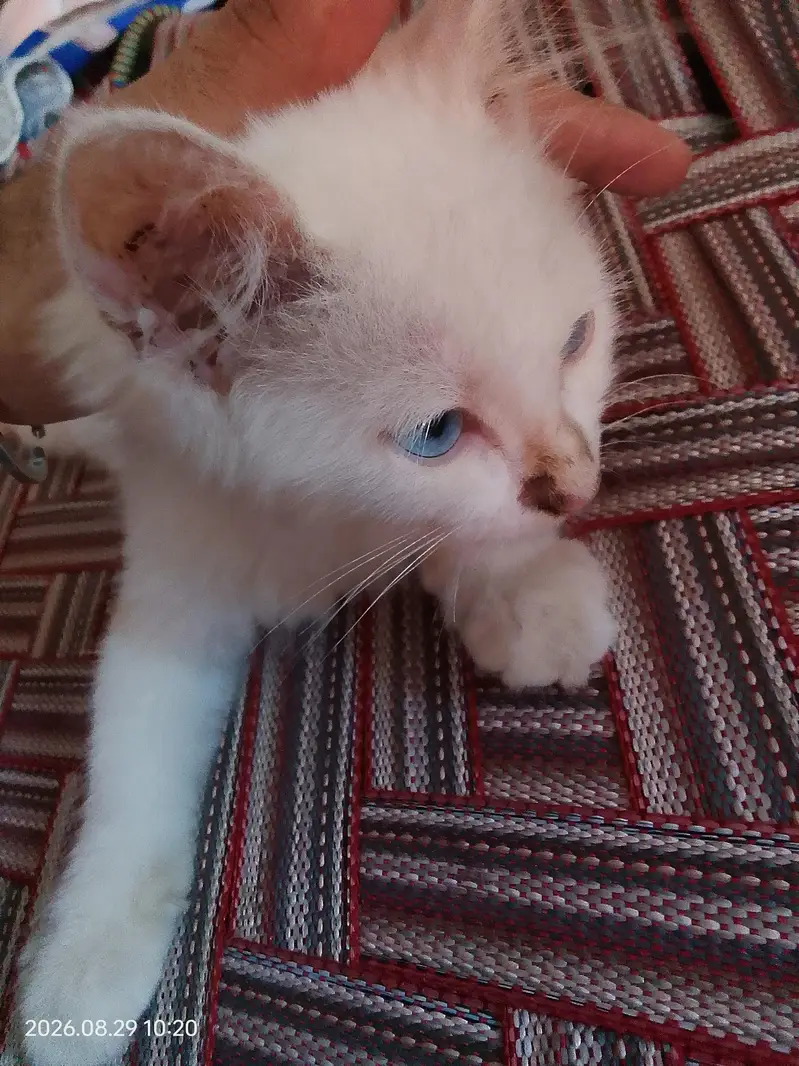 Turkish angora cat — photo 3