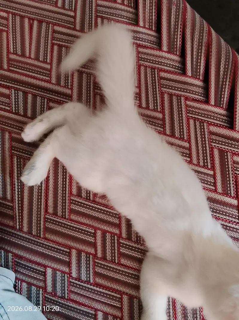 Turkish angora cat — photo 4