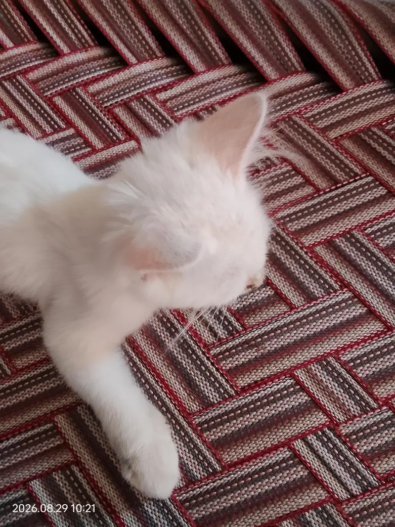 Turkish angora cat — photo 5