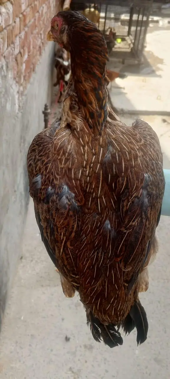 aseel amroha+mianwali — photo 5