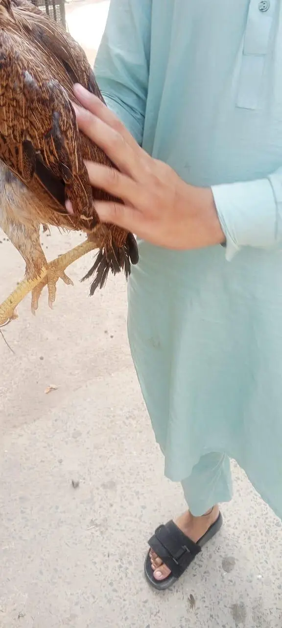 aseel amroha+mianwali — photo 6