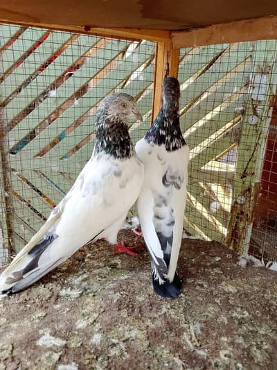 Sialkoti Motiyo wale Teddy, dubwaly pair available h pigeons