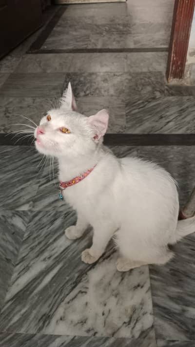 Quality Persian Punch face cat & kitten Male female or Both available