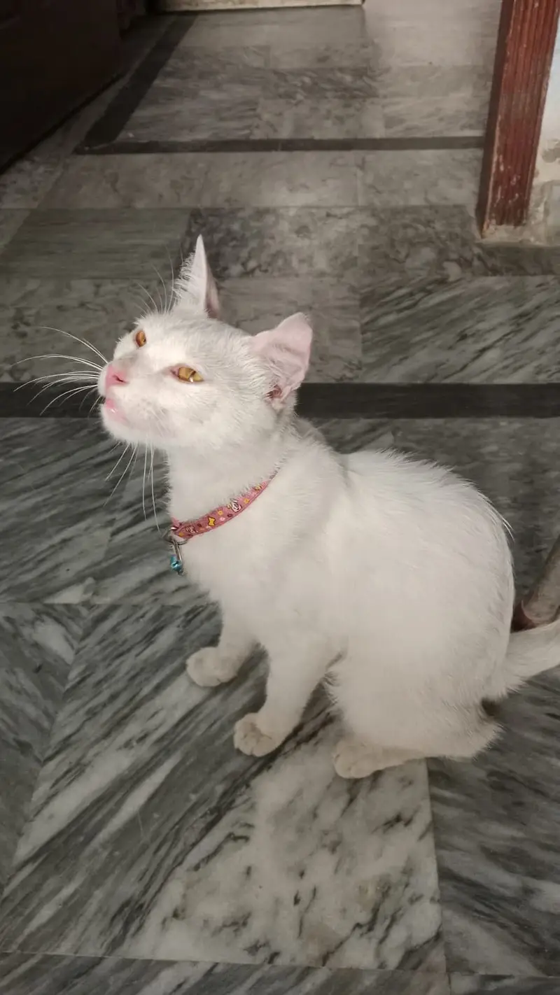 Quality Persian Punch face cat & kitten Male female or Both available