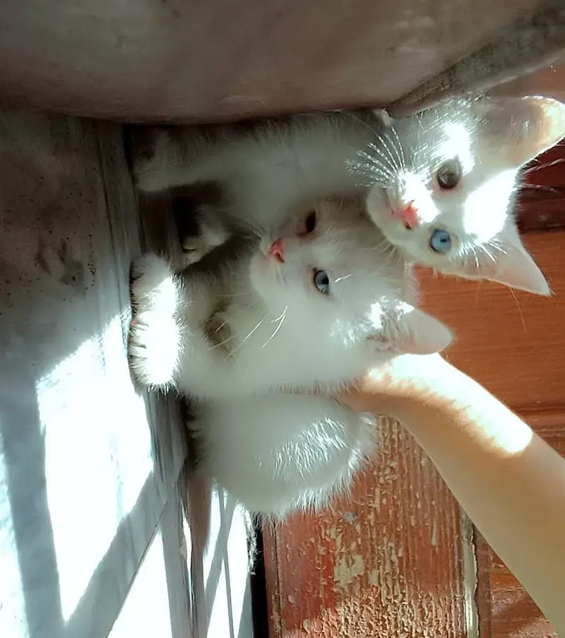 Quality Persian Punch face cat & kitten Male female or Both available — photo 2
