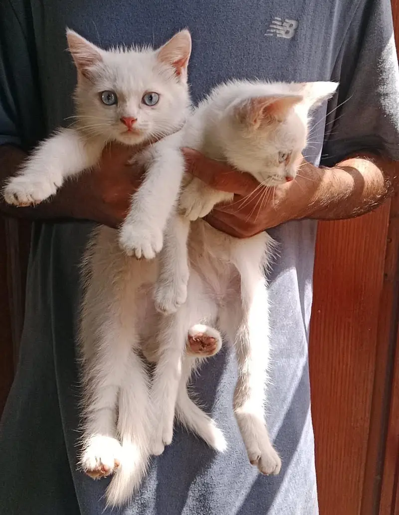 Quality Persian Punch face cat & kitten Male female or Both available — photo 3