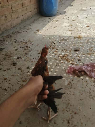 desi chicks for sale active chicks 5 to 6 month age