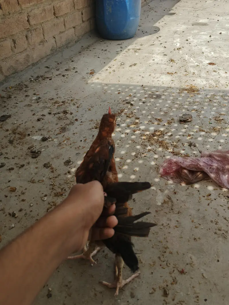 desi chicks for sale active chicks 5 to 6 month age