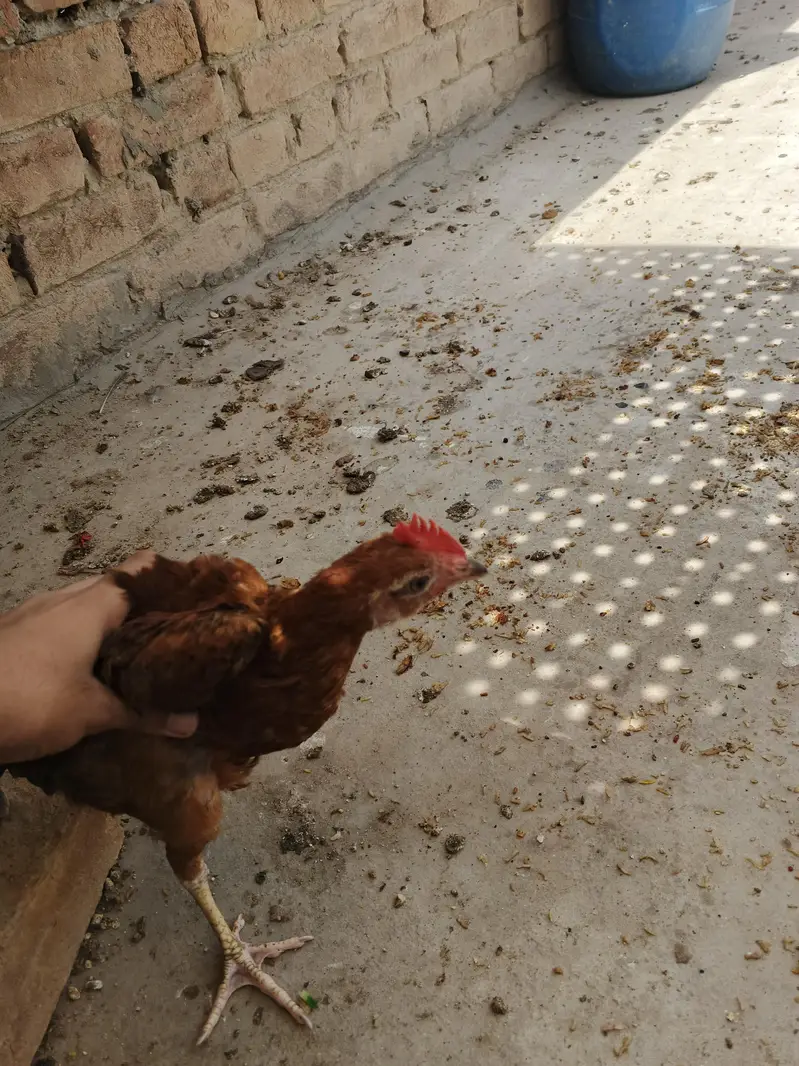desi chicks for sale active chicks 5 to 6 month age — photo 2