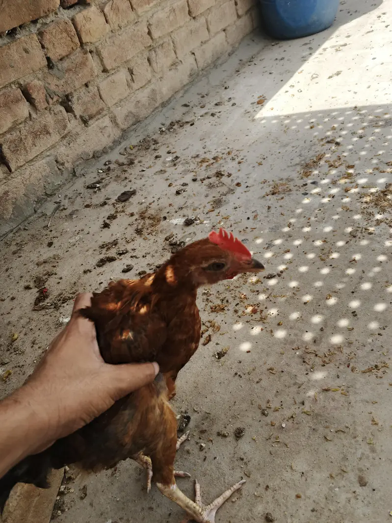 desi chicks for sale active chicks 5 to 6 month age — photo 3