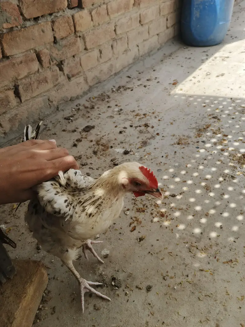 desi chicks for sale active chicks 5 to 6 month age — photo 4
