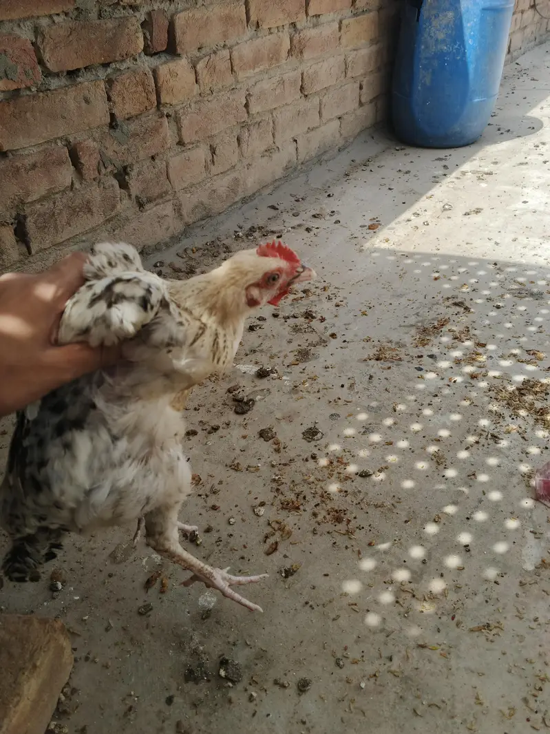 desi chicks for sale active chicks 5 to 6 month age — photo 5