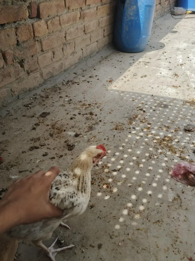desi chicks for sale active chicks 5 to 6 month age — photo 6