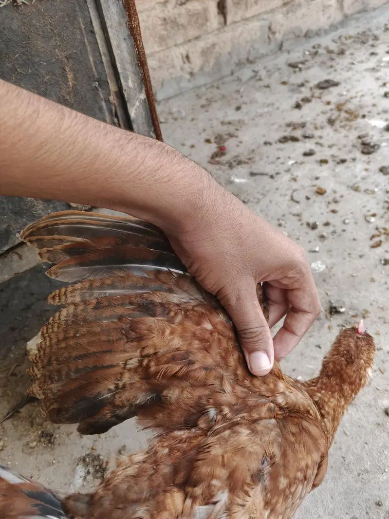 desi chicks for sale active chicks 5 to 6 month age — photo 7