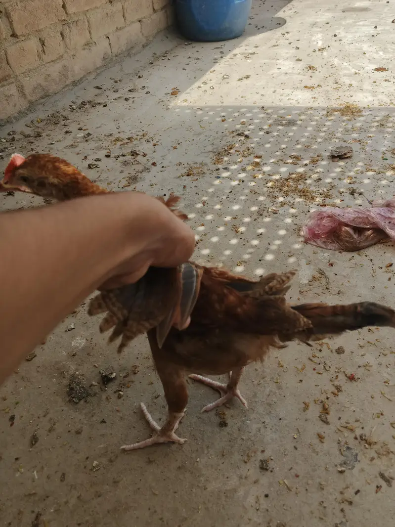 desi chicks for sale active chicks 5 to 6 month age — photo 8