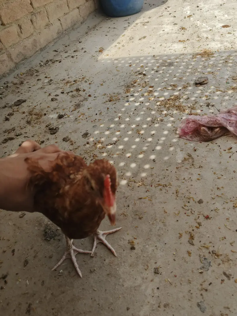 desi chicks for sale active chicks 5 to 6 month age — photo 9