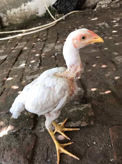 aseel heera male for sell