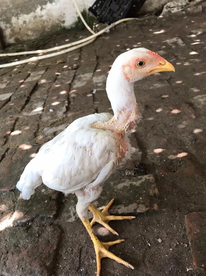 aseel heera male for sell