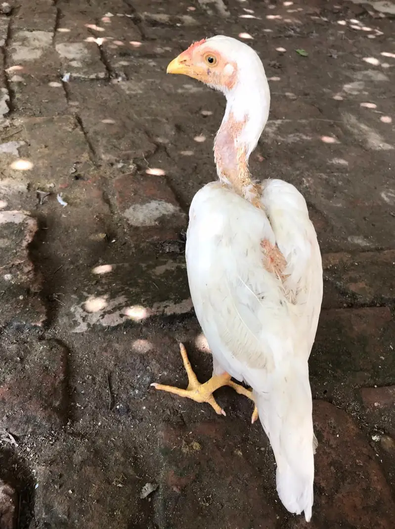aseel heera male for sell — photo 2