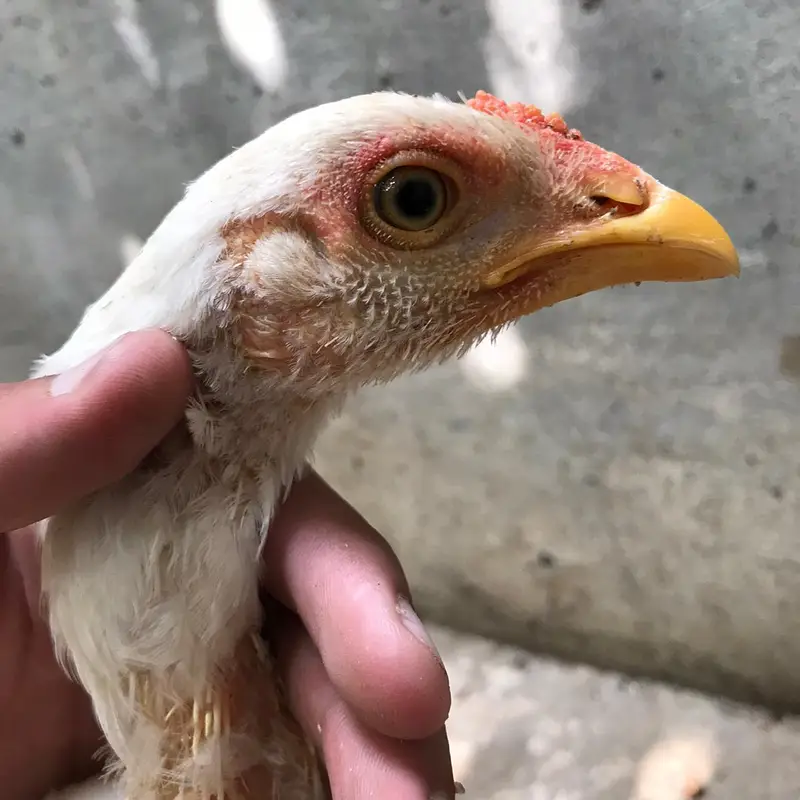 aseel heera male for sell — photo 3