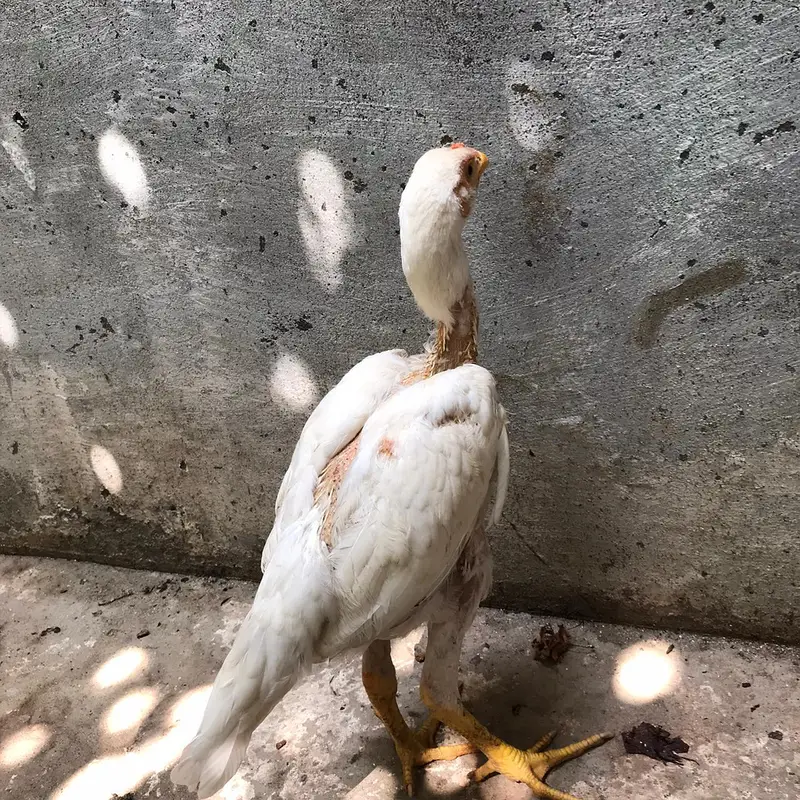 aseel heera male for sell — photo 4