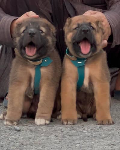 Kurdish kangal dog male female security dog for sale