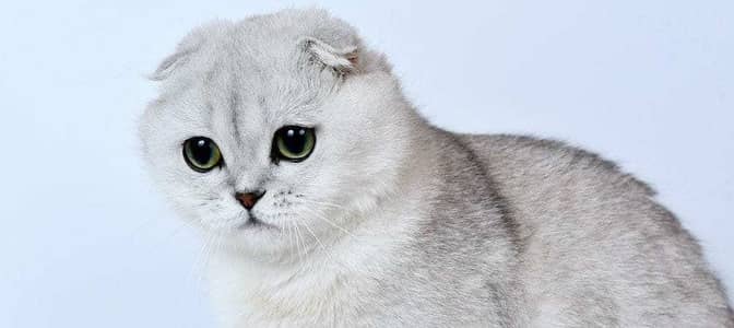 Breed: Scottish Fold
