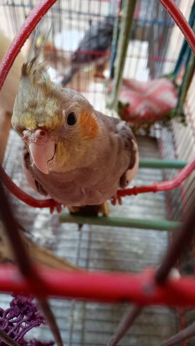 Home raised cocktail for sale
