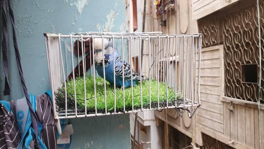 Green Opline King Male / Tcb Under Exi Female / Gray Hogo Male