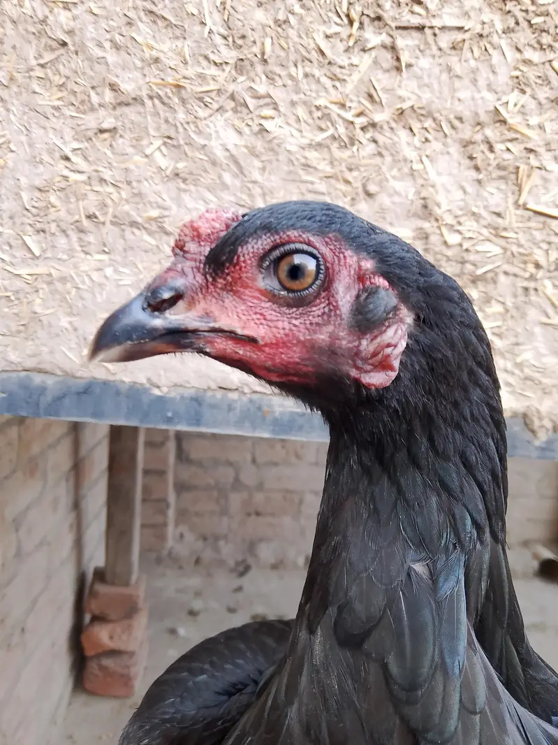 mushkil aseel murgi Sindhi aseel to class hen