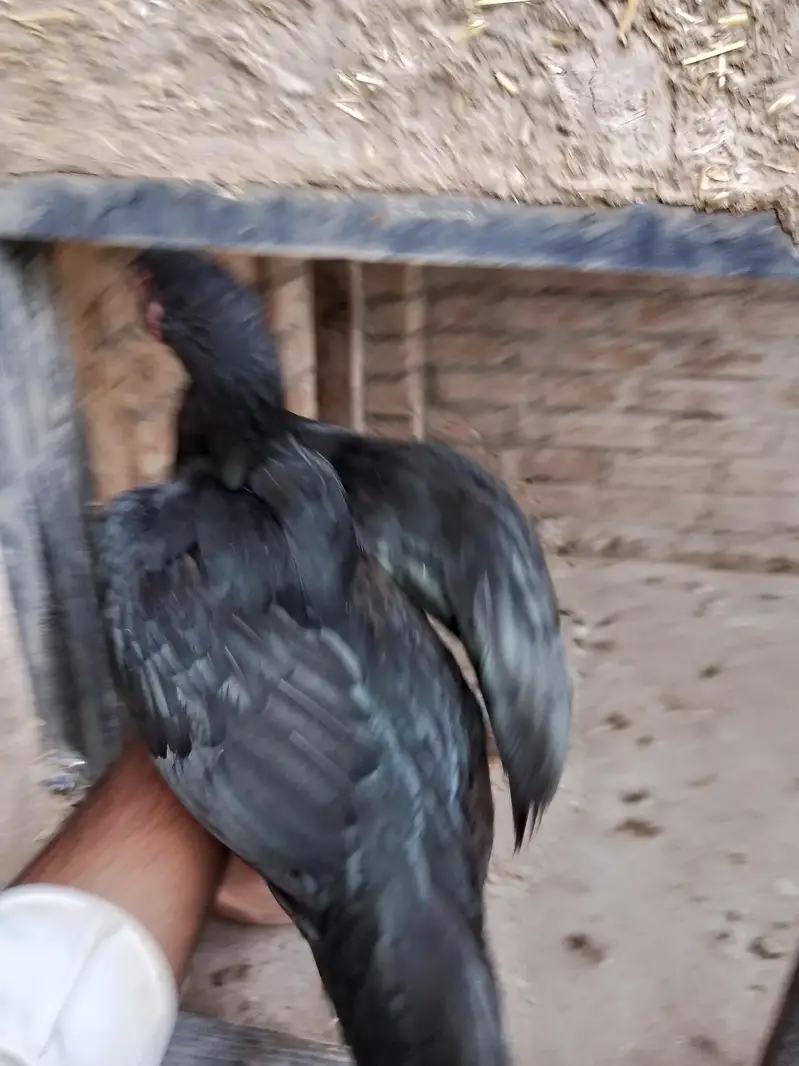 mushkil aseel murgi Sindhi aseel to class hen — photo 2