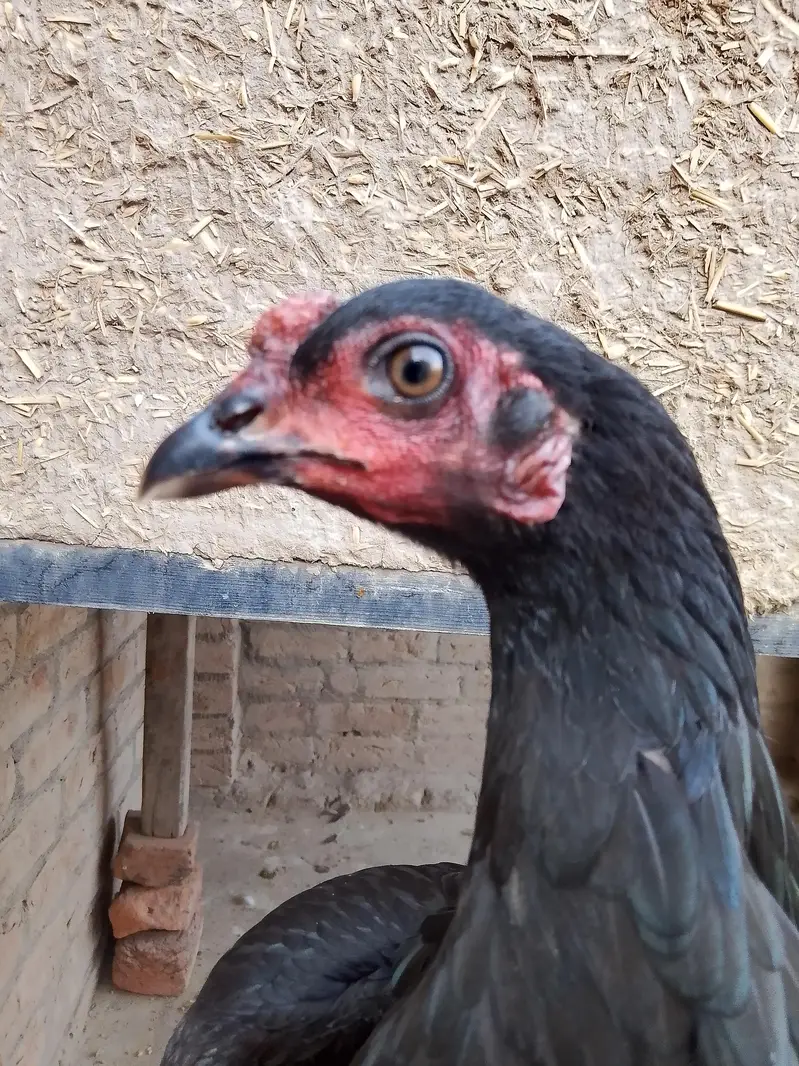 mushkil aseel murgi Sindhi aseel to class hen — photo 3