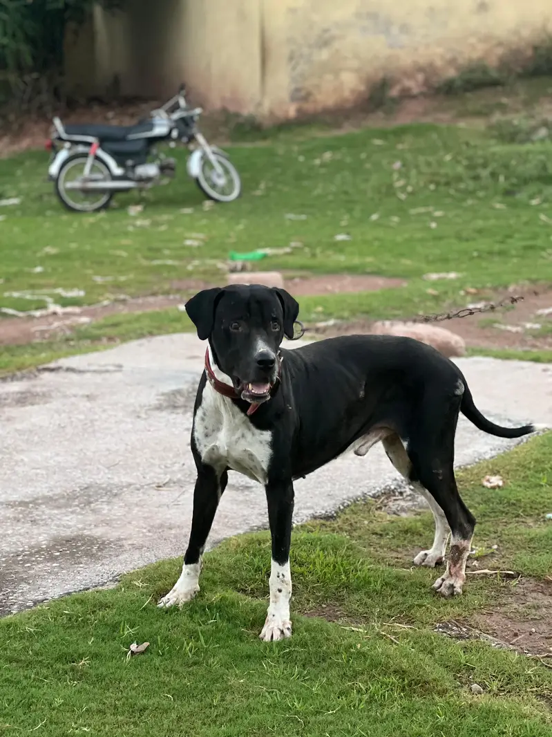 pure bully dog for sale — photo 2