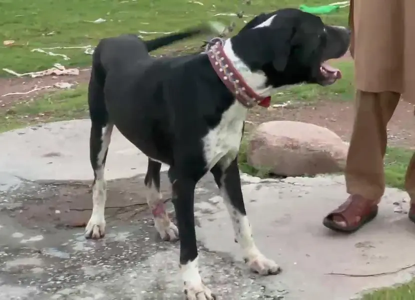 pure bully dog for sale — photo 3