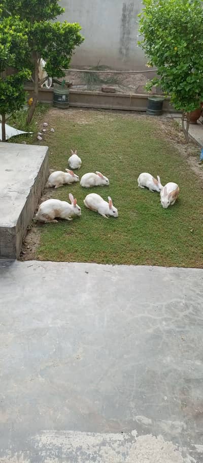 Beautiful white rabbits with red eyes