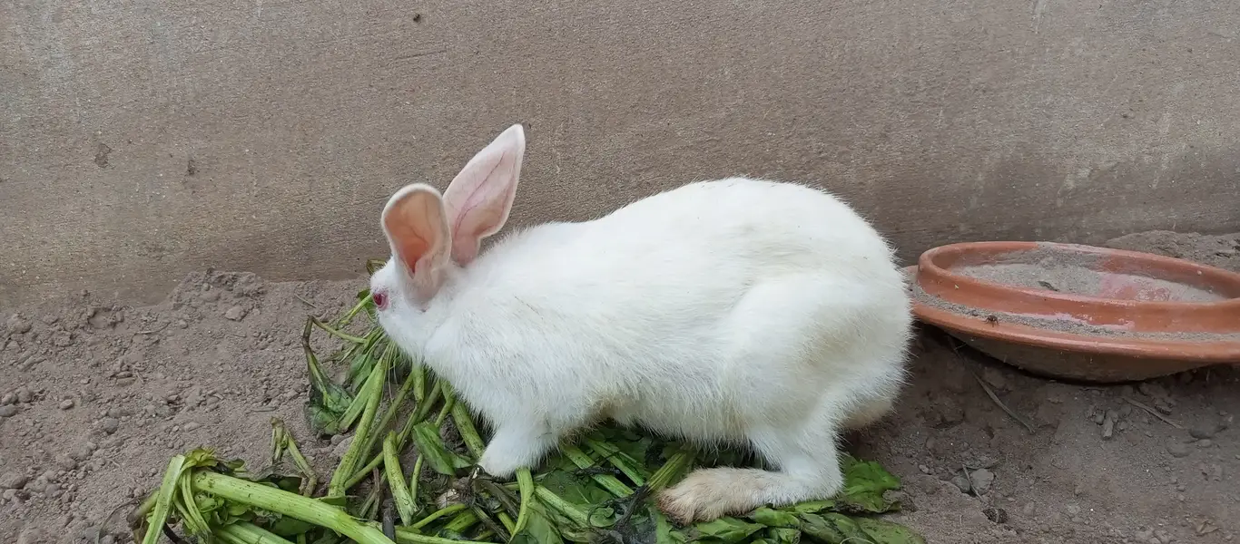 Beautiful white rabbits with red eyes — photo 2