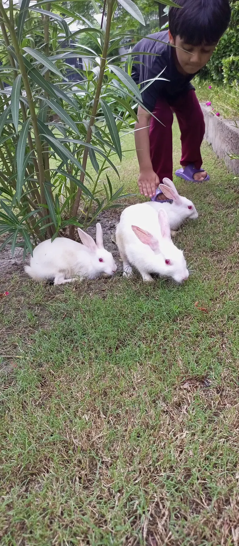 Beautiful white rabbits with red eyes — photo 3