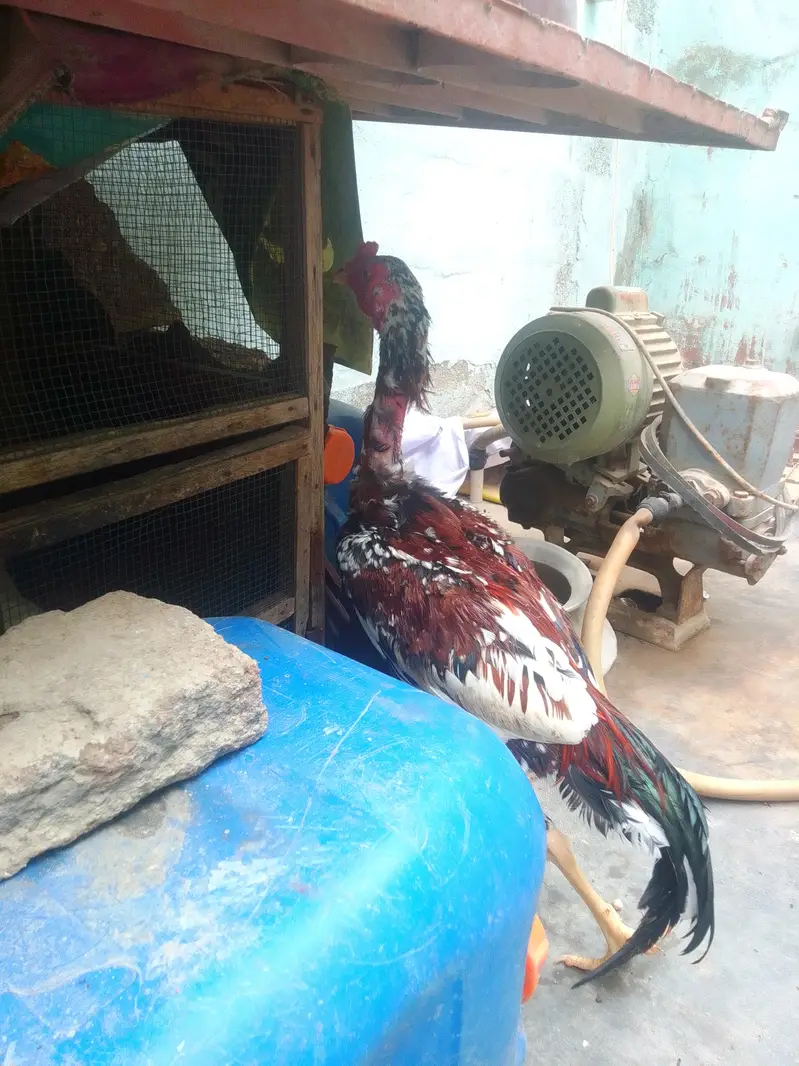 aseel Murga long height patha — photo 2