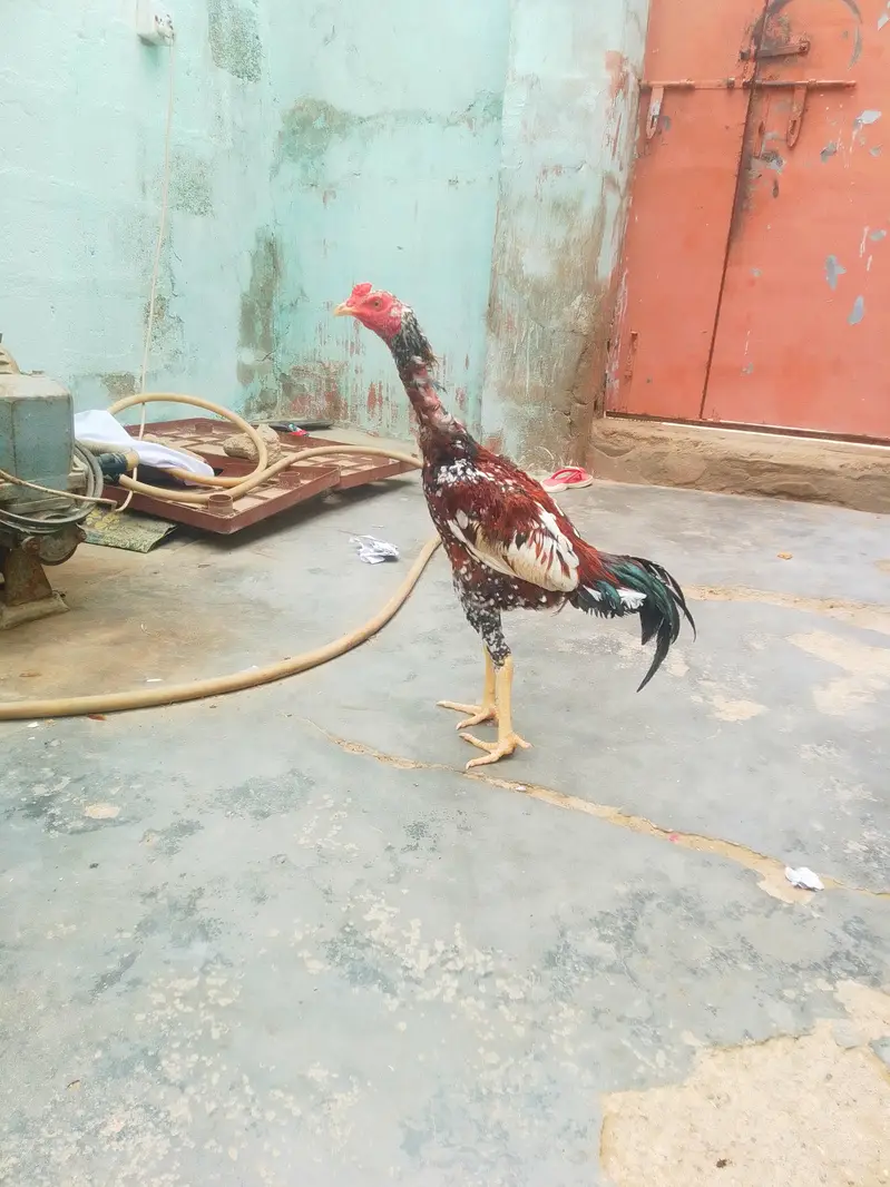 aseel Murga long height patha — photo 3