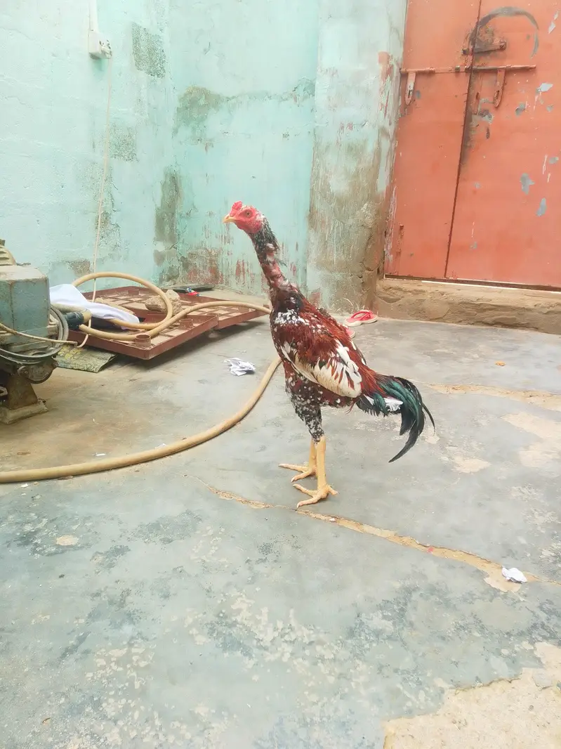 aseel Murga long height patha — photo 5