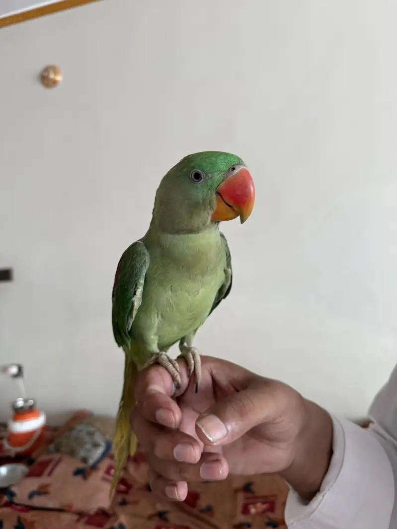 Fully trained parrot for