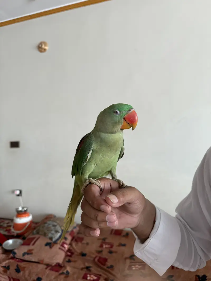 Fully trained parrot for — photo 2
