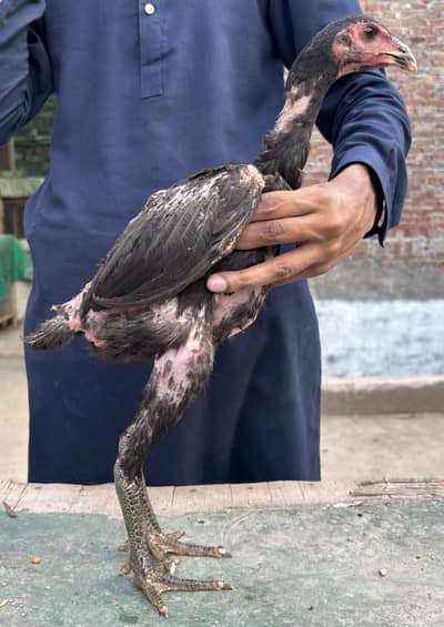 Panas Pakoye Chicks