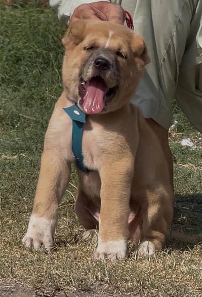 Turkish Kangal Male Puppy | Heavy Bone | Security Guard Dog