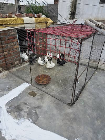 lakhy kabtoor homebreed  pigeons