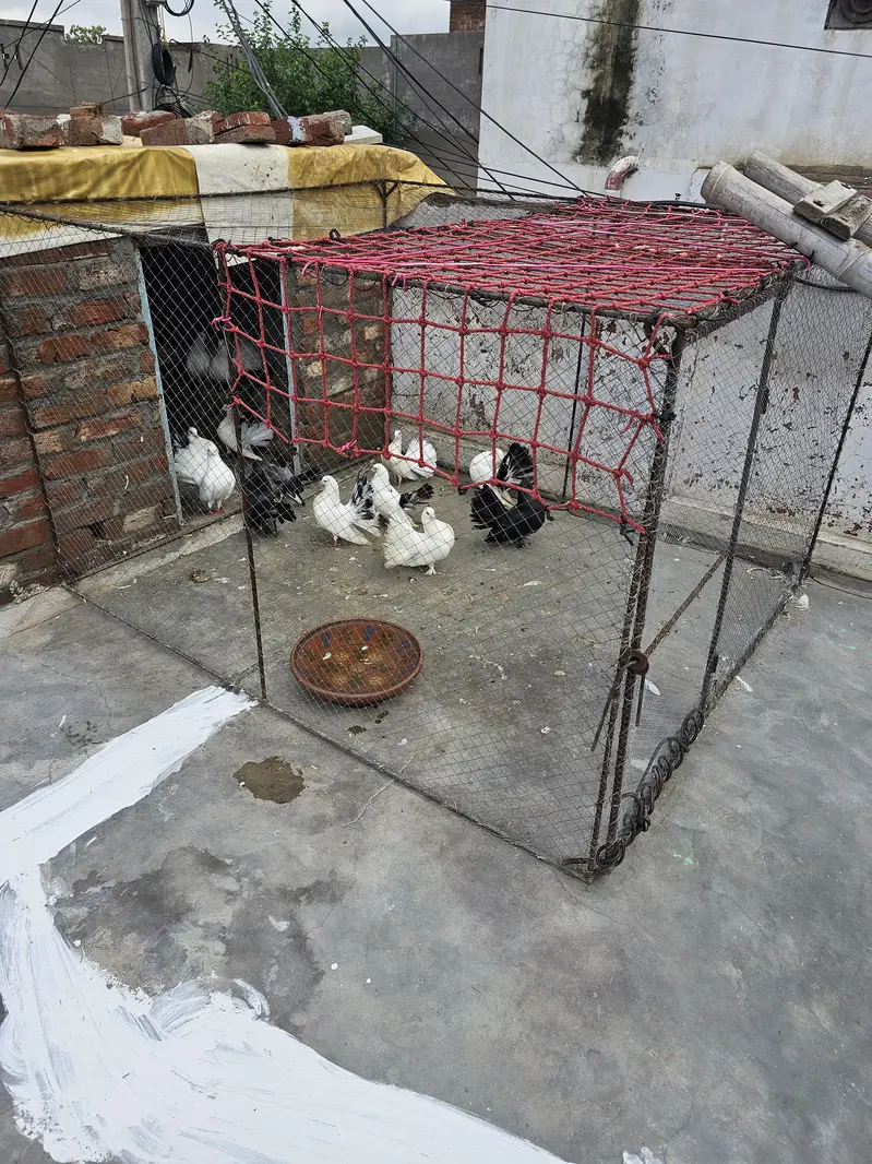 lakhy kabtoor homebreed  pigeons
